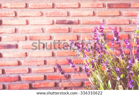 Purple flower with brick wall background, vintage tone, selective focus