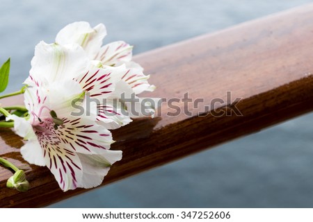 Alstroemeria flower on wood balustrade.\
Ocean background.