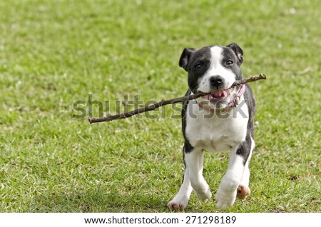 Dog fetching stick
