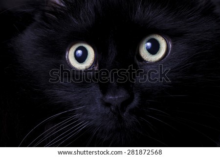 a Portrait of a black cat