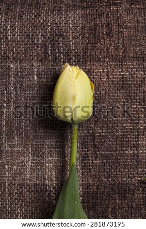 tulip flower on texture background