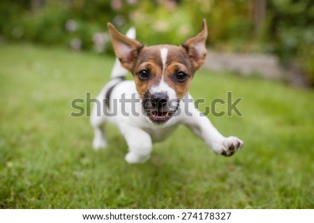 A very little puppy is running happily with floppy ears trough a garden with green grass. It almost looks like he can fly. He smiles and shows his tiny canine teeth.
