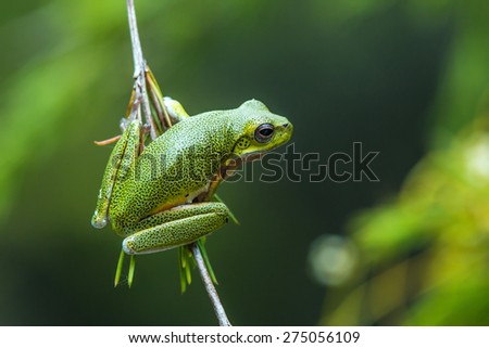 A tree frog hanging down from a branch