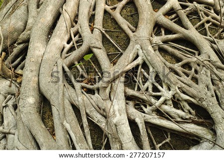 Tree root texture