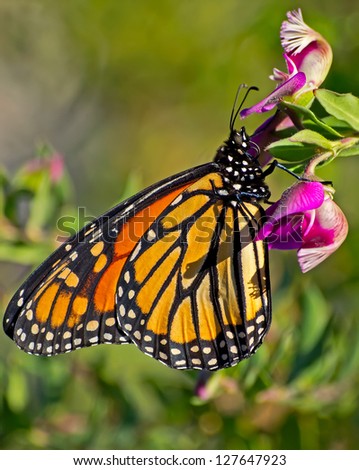 monarch butterfly close up on a colorful purple flower,southern california,january 2013.