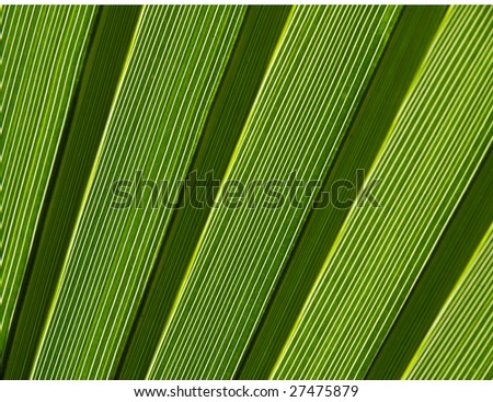 extreme close up of a backlit palm leaf