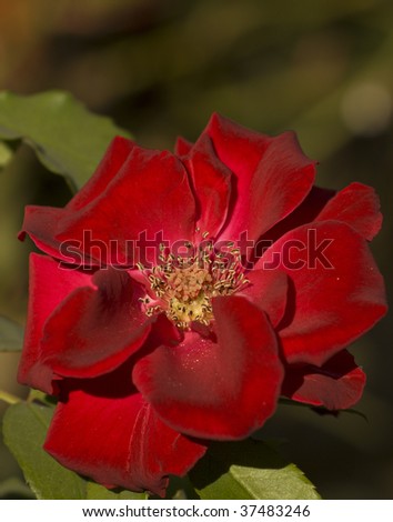 colorful close up of a red rose in the soft late summer light.