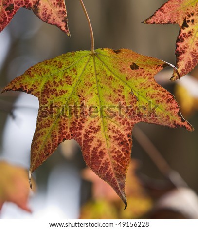 close up of a few remaining  colorful backlit fall leaves at the end of the fall season