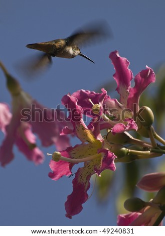 flying hummingbird getting ready to feed on a colorful tree.