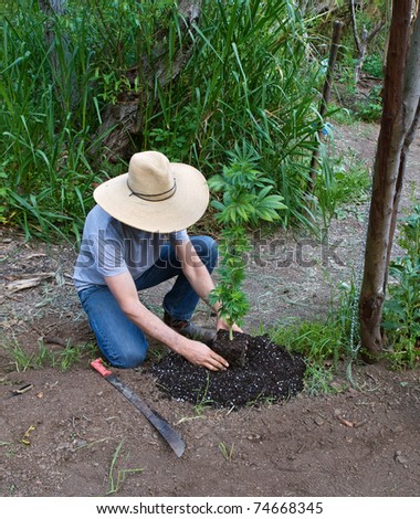 marijuana grower tending to a new plant being planted in the soil on an outdoor farm.