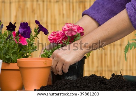 Pair of hands taking care of flowers