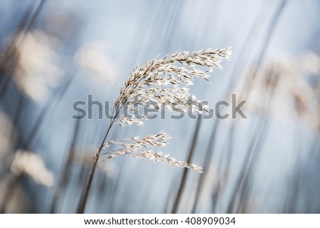 Beautiful serene waving reed in the sunlight