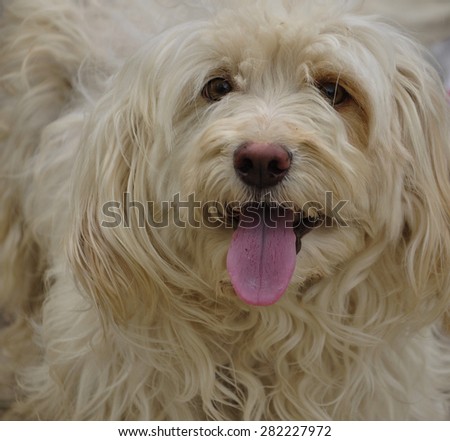 White-haired male dog.