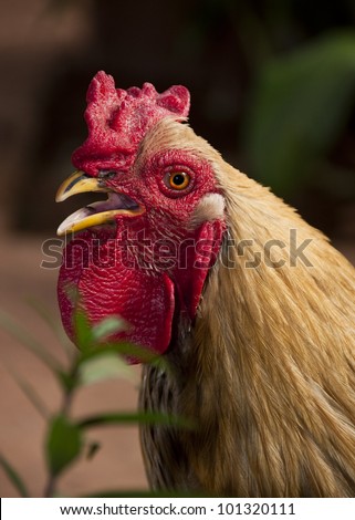 A rooster in Mali, Africa