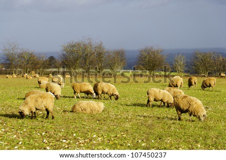 Sheeps in a field in England, winter season