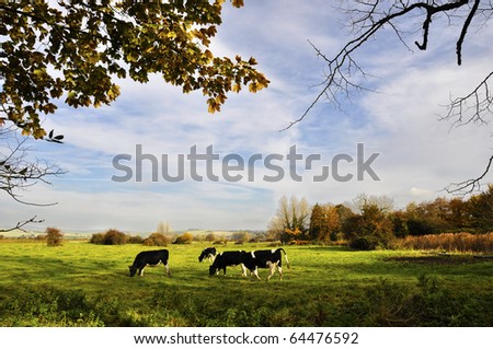 Cows in a meadow, english countryside landscape