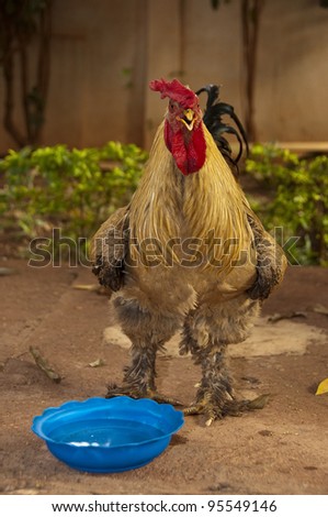A rooster in a farmyard, in Mali, Africa