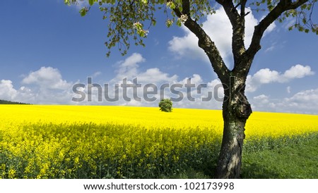 landscape with yellow field and tree