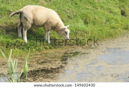 a sheep is drinking a sip of water  from the river on a warm summer day