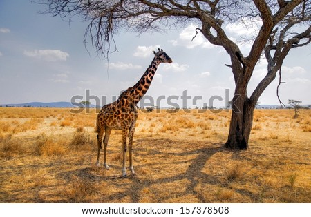 giraffe eating from a tree in a gorgeous landscape in Africa giraffe eating from a tree in a gorgeous landscape in Africa