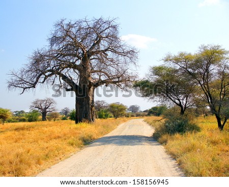 country road in africa with a baobab tree