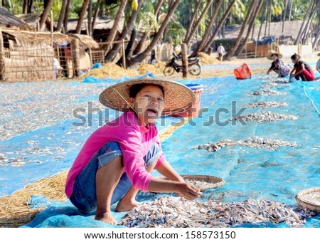 NGAPALI, MYANMAR - NOV.23;  Unidentified Woman at work at the beach to dry fresh fish in the sun on Nov.23, 2012 Myanmar.Selling fish is the main income for the people of Ngapali