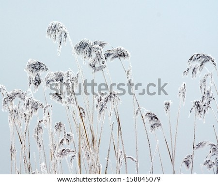 frozen grass / branch during wintertime