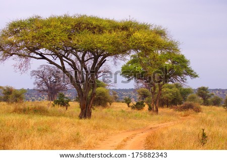 country road in africa with a baobab tree