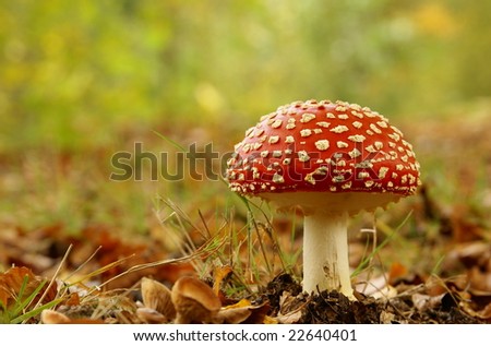 red stipe mushroom