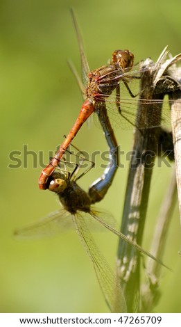 Mating+dragonflies+pictures