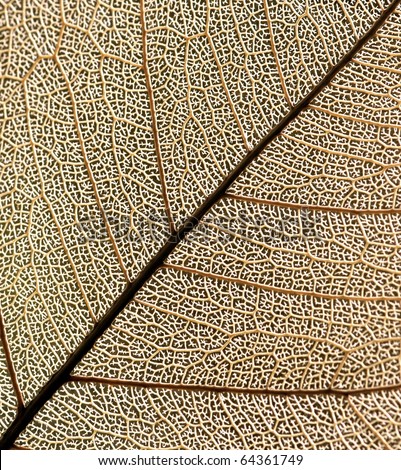 leaf structure