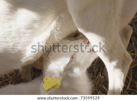 mother sheep gives her newborn lamb milk