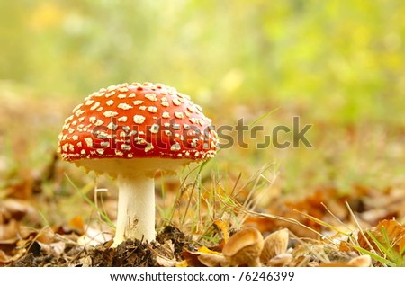 Stipe Of Mushroom