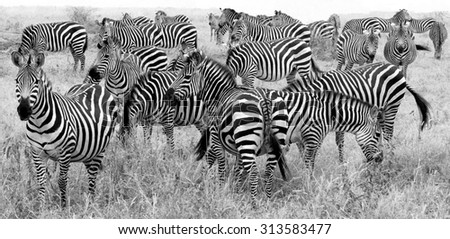 big herd of zebra\'s in black and white