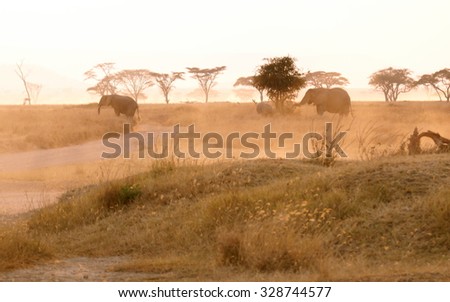 elephants walking in the distance throught the landscape of a african wildpak at sunset