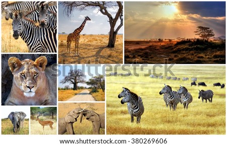 collection images from different animals taken during a safari in Africa