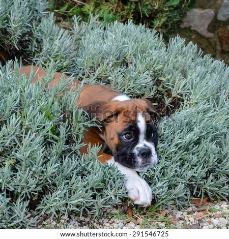 Beautiful Boxer puppy female fawn 2 months playing in the lavender in the DrÃ´me ProvenÃ§ale, France.
