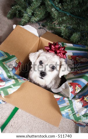 Puppies For Christmas. stock photo : Puppy Christmas
