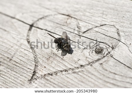 Ugly dead fly on heart shape carved in wood
