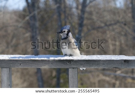 On a bright, snowy day, a Blue Jay with a feathered crest perches on a wooden railing. A seed is in its beak