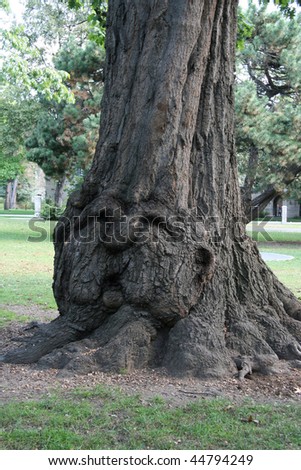 Wise old tree with human face