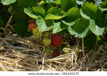 Strawberry hid in the shadows under a bush