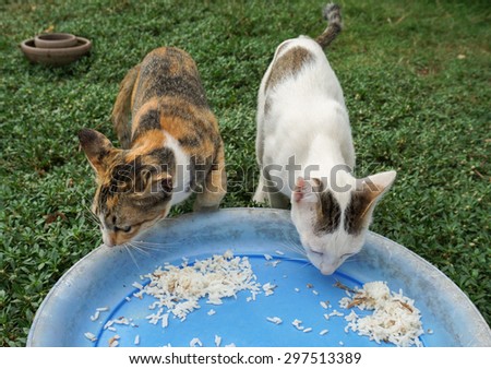 Kitten eating rice in morning