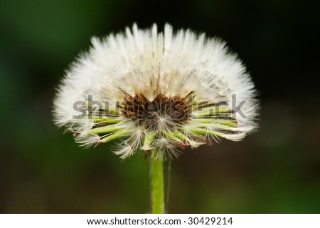 This is a dandelion growing up in grass.