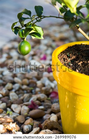 Lime fruit growing on a lime tree in a yellow pot