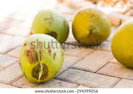 Green coconuts full of coconut milk fresh cut from a plan tree laying on the cobble stone ground