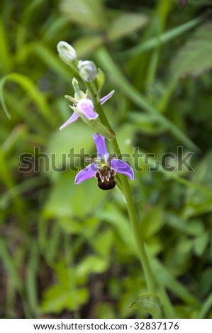 The Bee Orchid (Ophrys apifera) during its very brief flowering period in June, England.