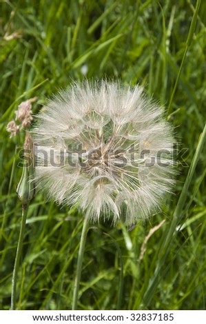 Thistle seed head with a bud growing next to it in the wild on the grassland of the South Downs, West Sussex, England.