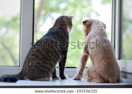 Striped, gray cat and dog  sitting on the window