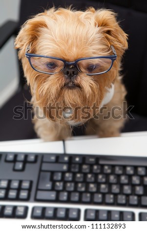 Dog  works for a computer, looking at the monitor